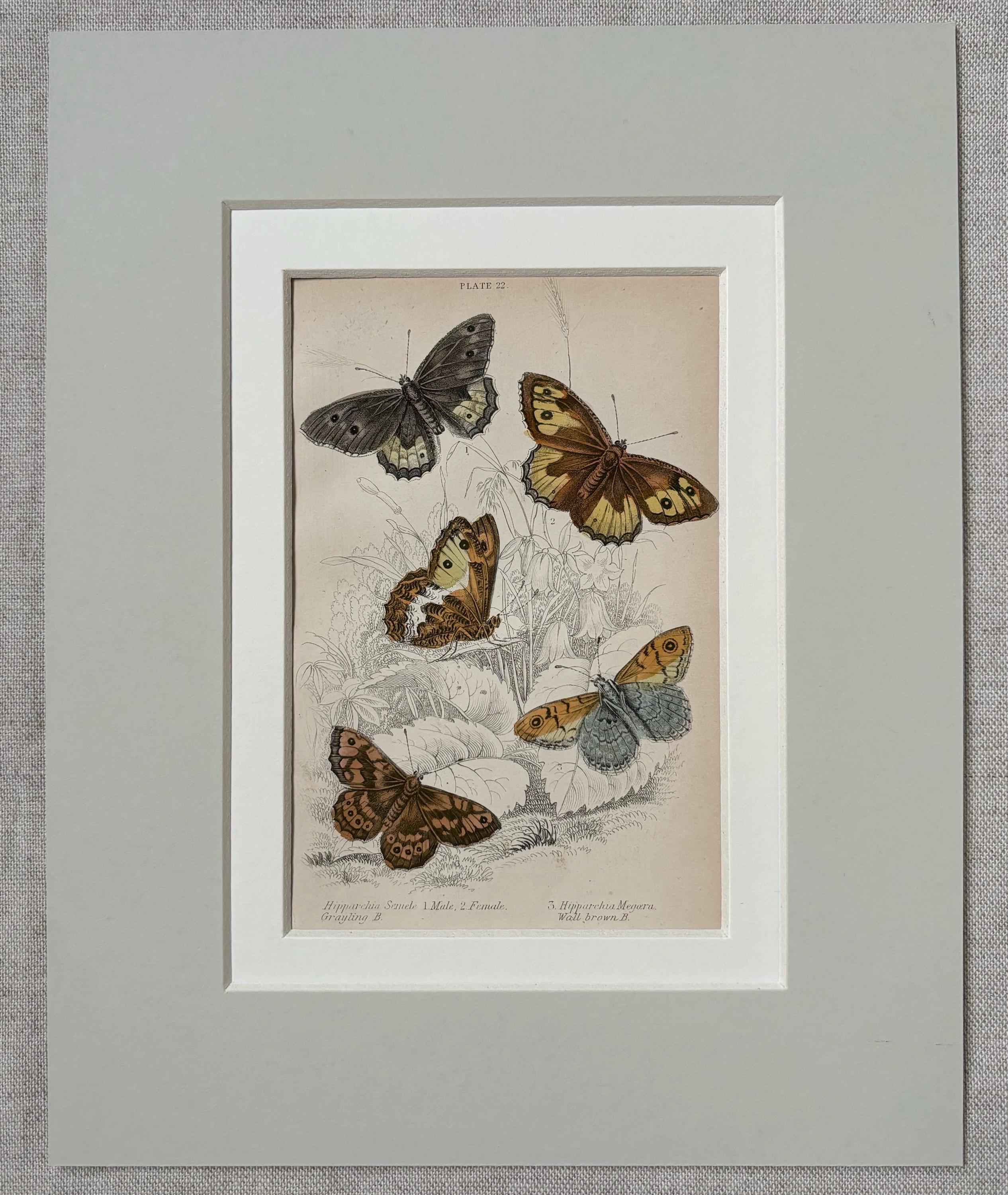 1881年 イギリスの蝶のオリジナルアンティーククロモリトグラフ