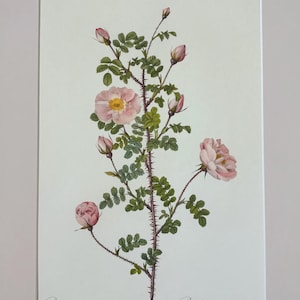 1954 Original Vintage Botanical P. J. Redoute Rose Print - Mounted & Matted In A Choice Of Colours - 16 x 12 Inches