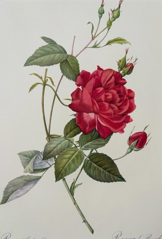 Large 1954 Original Vintage Botanical P. J. Redoute Rose Print