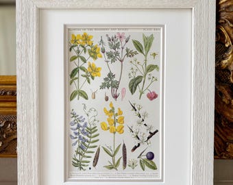 Impresión botánica vintage de flores silvestres británicas enmarcada - 35,5 x 30,5 cm - Marco de madera flotante lavado en blanco roto