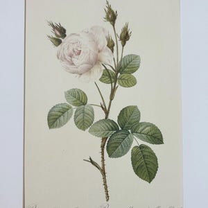 1954 Original Vintage Botanical P. J. Redoute Rose Print - Mounted & Matted In A Choice Of Colours - 16 x 12 Inches