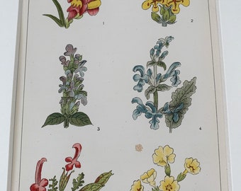 vintage⌇classic flower OP Circa 1870 Original Antique Botanical Wild Flower Lithograph