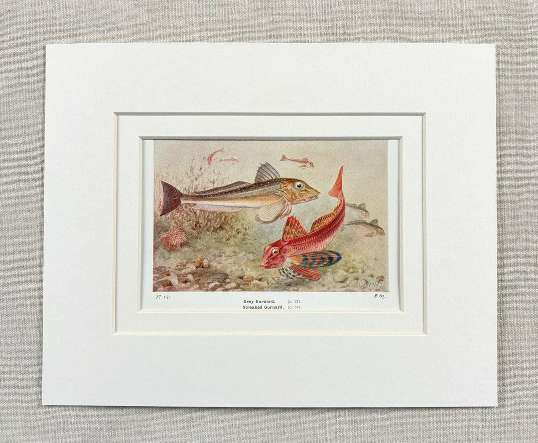 Fish 1925 1925 Original Antique Chromolithograph Fish Print - Grey Guynard ...