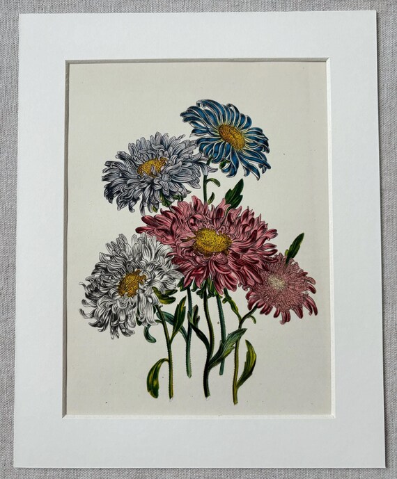 1948年オリジナルヴィンテージ植物花リトグラフプリント
