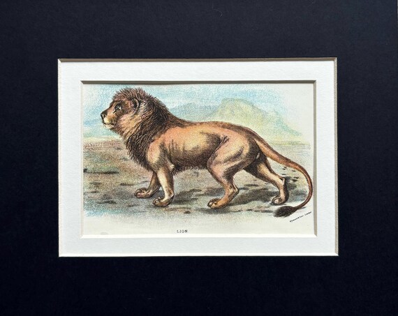 オリジナルアンティークイラスト 大型猫プリント 1896年 - ライオン