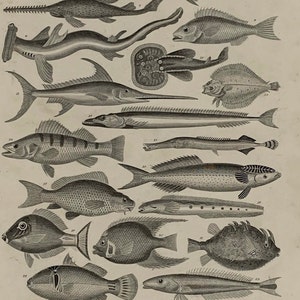 1872 Original Antique Ichthyology Lithograph Engraving, Mounted & Matted In A Choice Of Colours Ready To Frame - 12 x 8&quot;