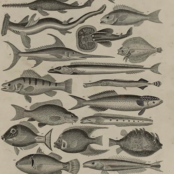 1872 Original Antike Ichthyologie Lithografie Gravur, montiert &mattiert in einer Auswahl von Farben fertig zum Einrahmen - 12 x 8"