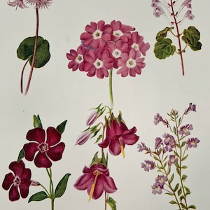 1924 Vintage Original British Garden Flower Botanical Lithograph Print - Montato e opaco in una scelta di colori - 12 x 10 pollici