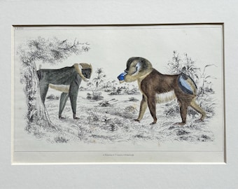 Litografía antigua original coloreada a mano de 1850 - Babuinos - Montada y con paspartú en varios colores, lista para enmarcar - 12 x 8 pulgadas