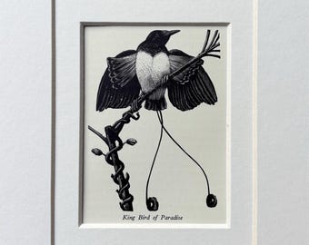 May include: Black and white illustration of a King Bird of Paradise perched on a branch, with its wings spread. The bird has long tail feathers with black circular ends. The text "King Bird of Paradise" is below the image. The artwork is framed in a white mat.