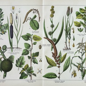 1887年オリジナルアンティーク植物彫刻 - 16 x 12インチ