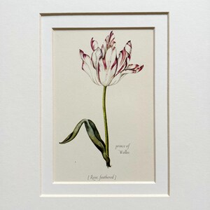 Original Vintage Botanische Tulpe Blumendruck von 1950 - Prince of Wales - Doppelt montiert und mattiert in einer Auswahl von Farben - 10 x 8 Zoll