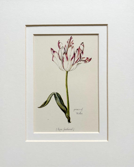 1950年代オリジナルヴィンテージボタニカルチューリップフラワー