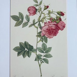 1954 Original Vintage Botanical P. J. Redoute Rose Print - Mounted & Matted In A Choice Of Colours - 16 x 12 Inches