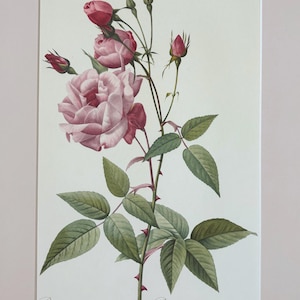 1954 Original Vintage Botanical P. J. Redoute Rose Print - Mounted & Matted In A Choice Of Colours - 16 x 12 Inches