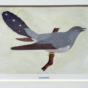 May include: A framed vintage print of a cuckoo bird perched on a branch. The bird has grey and brown feathers, with a long tail and a light-coloured belly. The print is set against a pale green background, with the word "cuckoo" printed at the bottom.