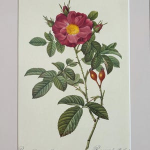 1954 Original Vintage Botanical P. J. Redoute Rose Print - Mounted & Matted In A Choice Of Colours - 16 x 12 Inches
