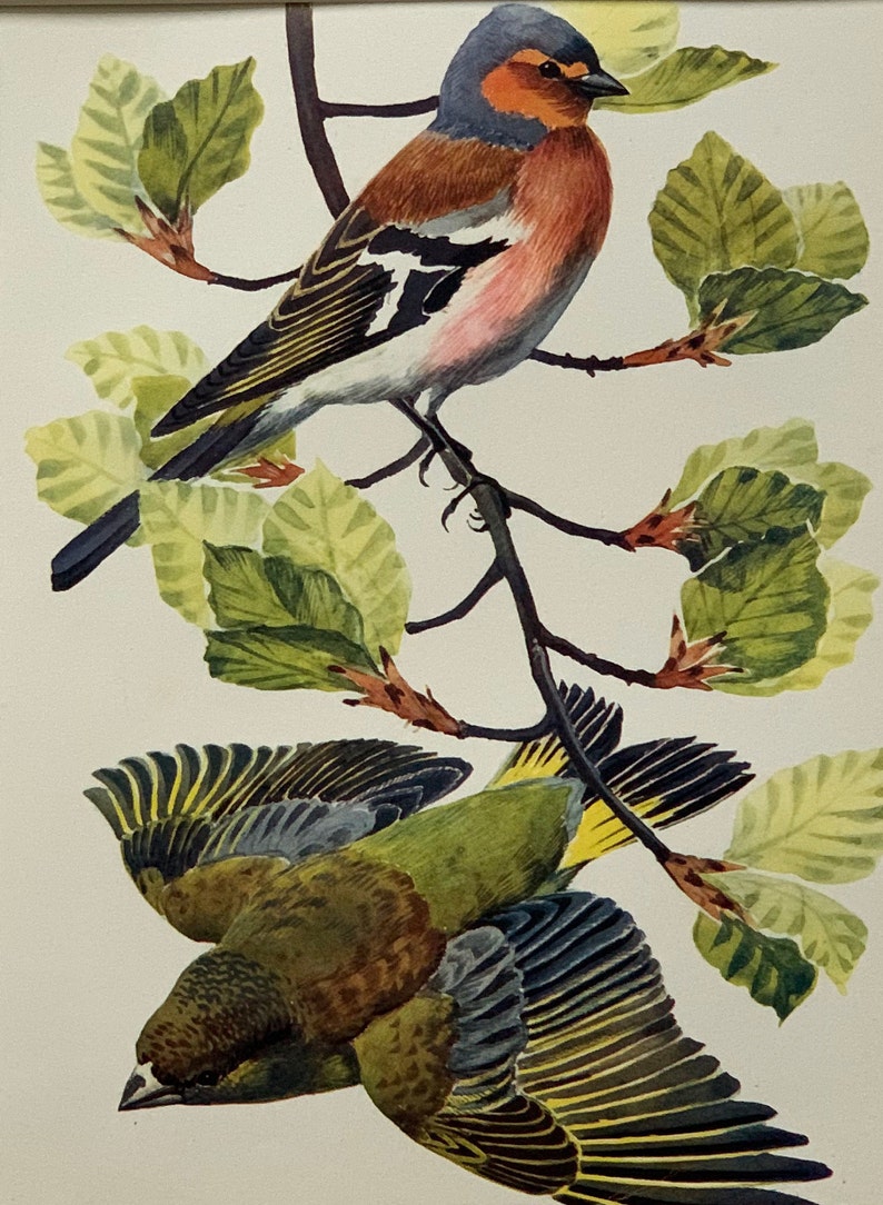 1947 Original Vintage Lithograph Birds Print Of A Chaffinch /& A Greenfinch Mounted And Matted Ready To Frame