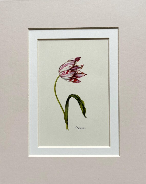 Original Vintage 1950 Duposin Tulip Flower Print - Double Mounted