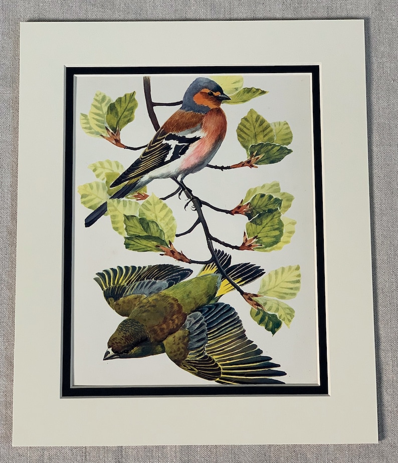 1947 Original Vintage Lithograph Birds Print Of A Chaffinch /& A Greenfinch Mounted And Matted Ready To Frame