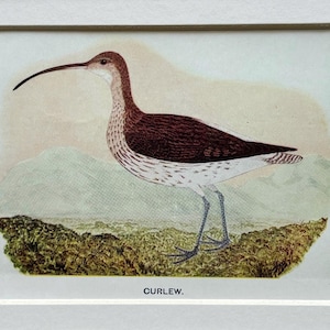 Könnte beinhalten: Ein gerahmter Druck eines Brachvogels. Der Vogel hat einen langen, gebogenen Schnabel, einen braunen Rücken und weiß gesprenkelte Unterteile. Er steht auf einer grasbewachsenen Fläche mit einem Bergpanorama. Das Wort "CURLEW" ist unten gedruckt.