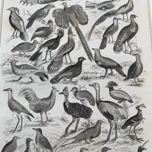 1872 Original Antique Lithograph Engraving Ornithology Print - Birds - Mounted & Matted In A Choice Of Colours Ready To Frame - 12 x 8&quot;