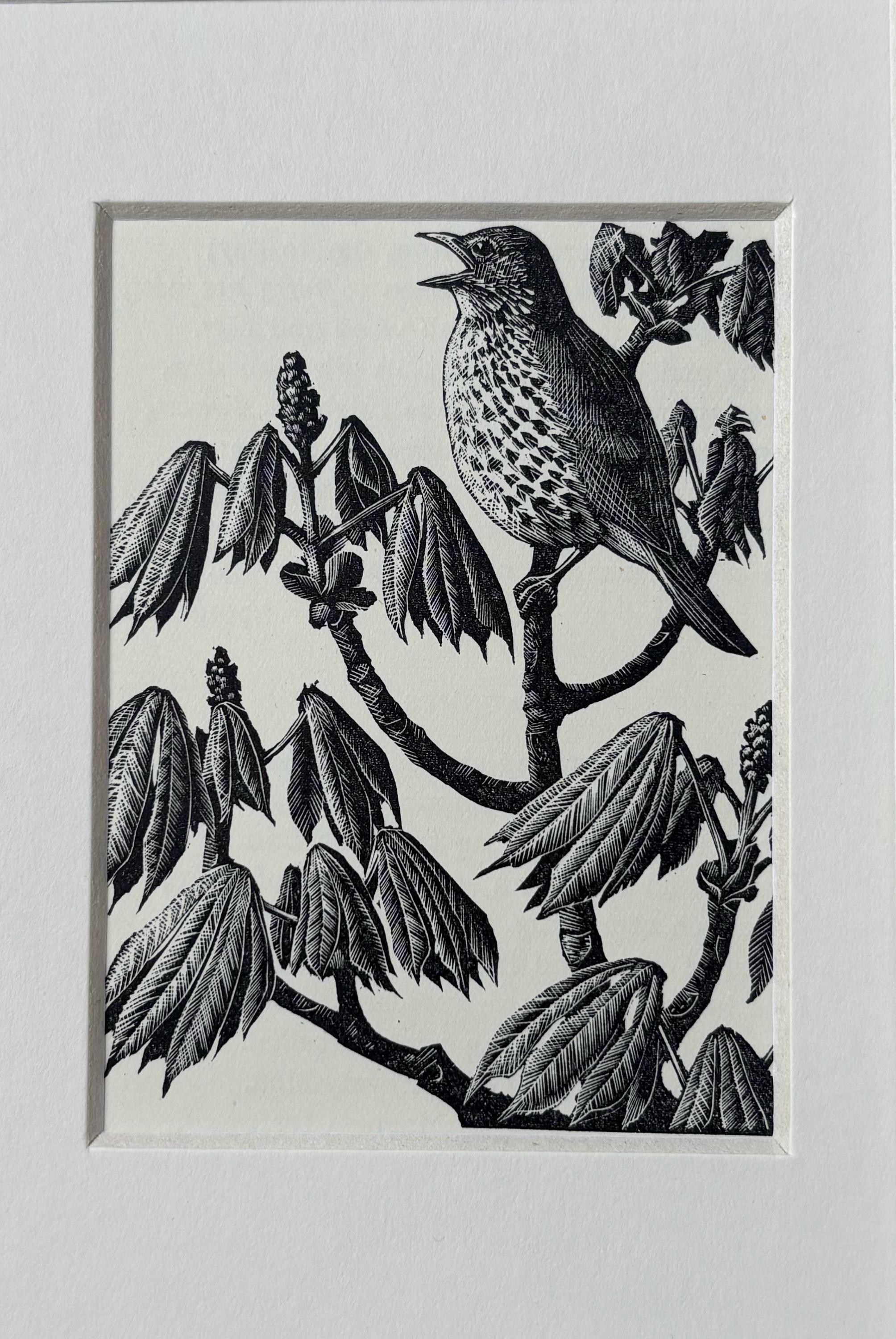 1937 Original Vintage Charles Tunnicliffe Wood Engraving Bird