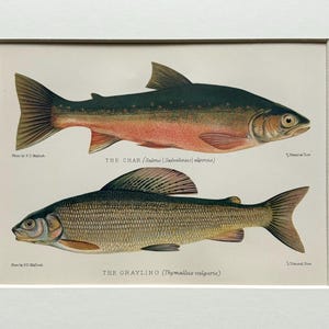 Puede incluir: Una impresión antigua con dos ilustraciones detalladas de peces. El pez superior, etiquetado como "The Char", se representa con una espalda verde oscuro y un vientre de color rosa rojizo. El pez inferior, "The Graylino", se muestra con un cuerpo marrón plateado.