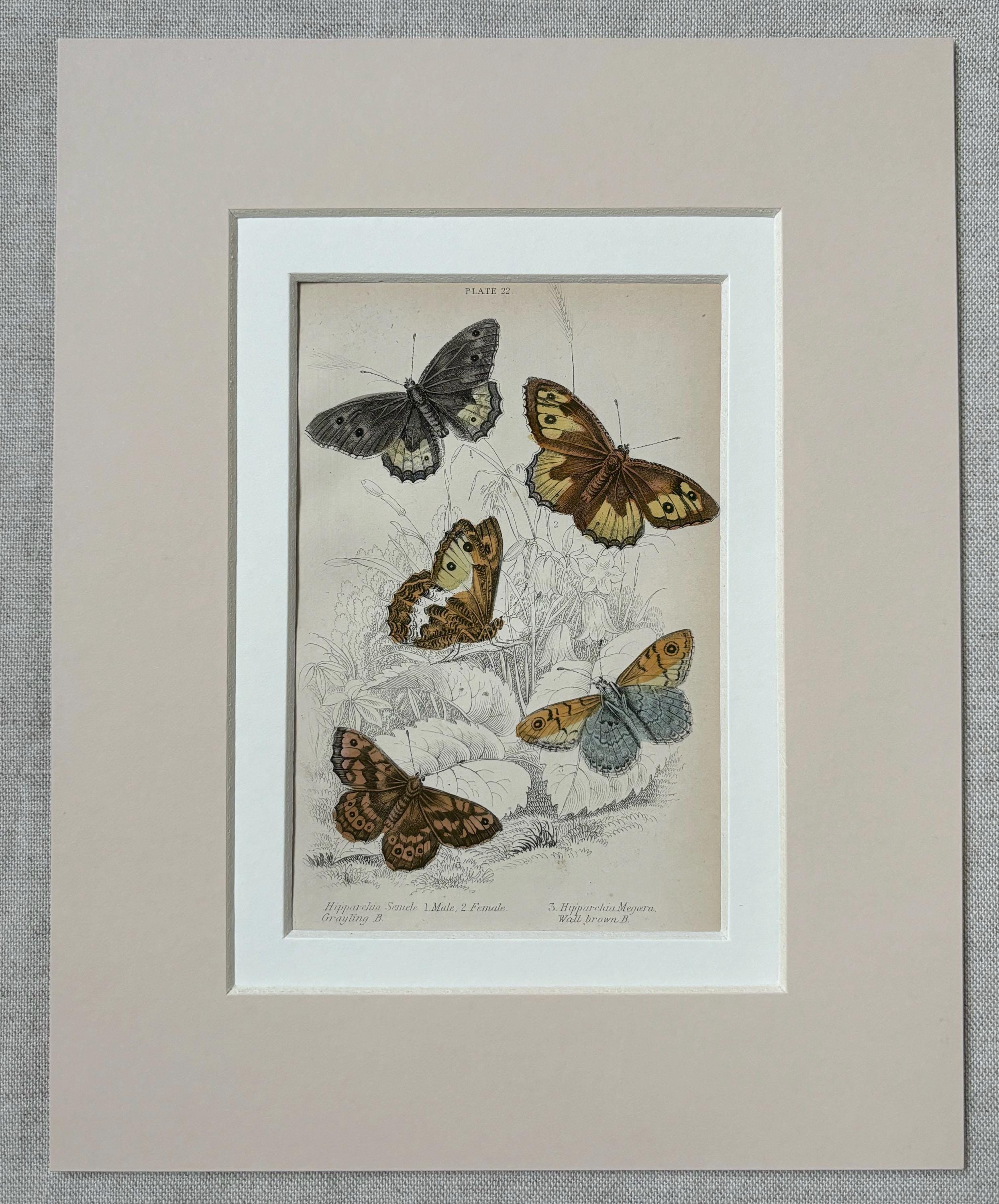 稀少1882年アンティーク美しい絵本クロモリトグラフ洋書ジャンクジャーナル古書 1881年 イギリスの蝶のオリジナルアンティーククロモリトグラフ