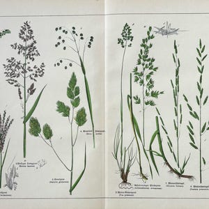 1887年オリジナルアンティーク植物彫刻「草」 - 16 x 12インチ