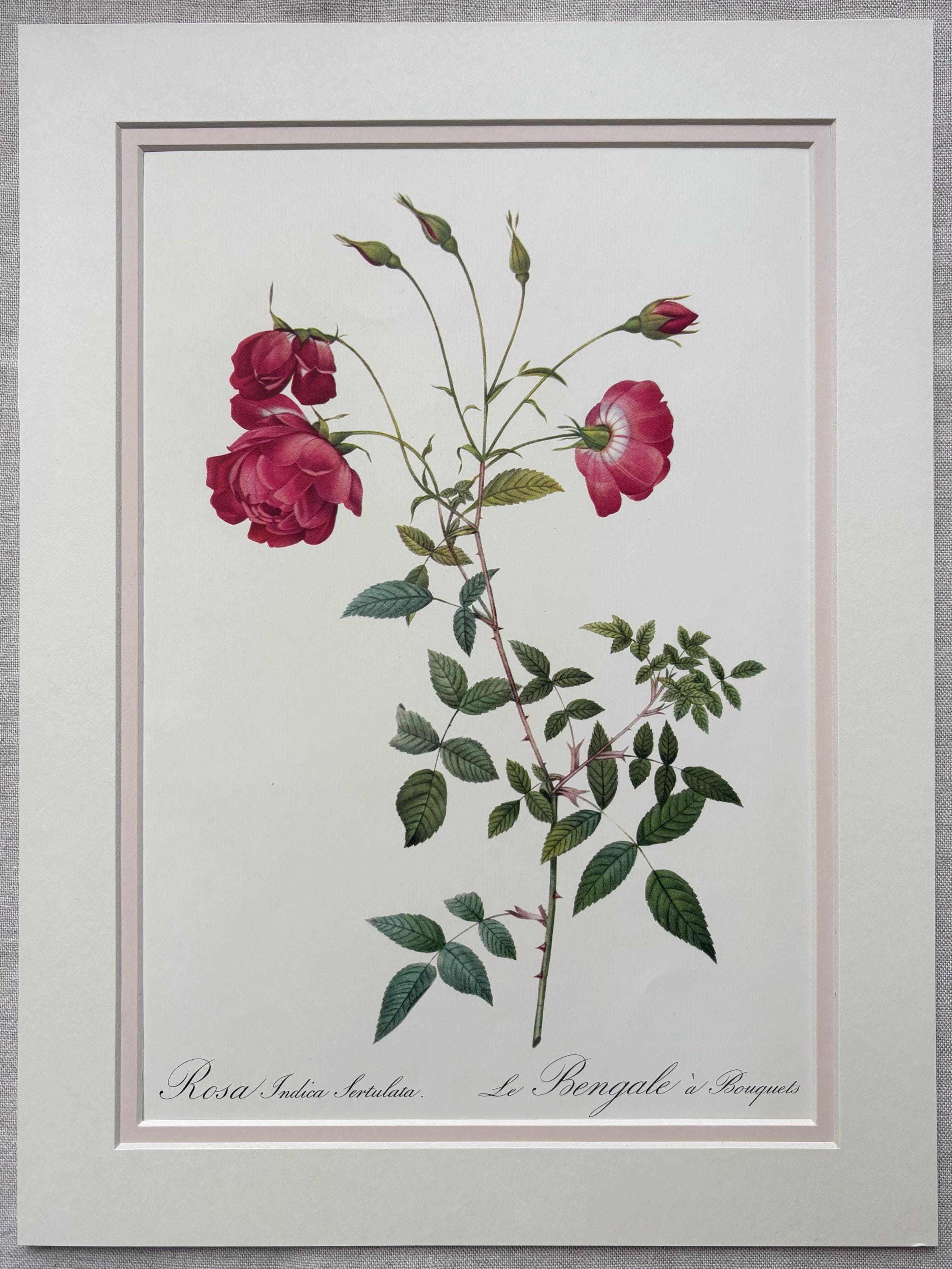 P.J. Redouté ピンクのバラ 絵画 Large 1954 Original Vintage Botanical P. J. Redoute Rose Print