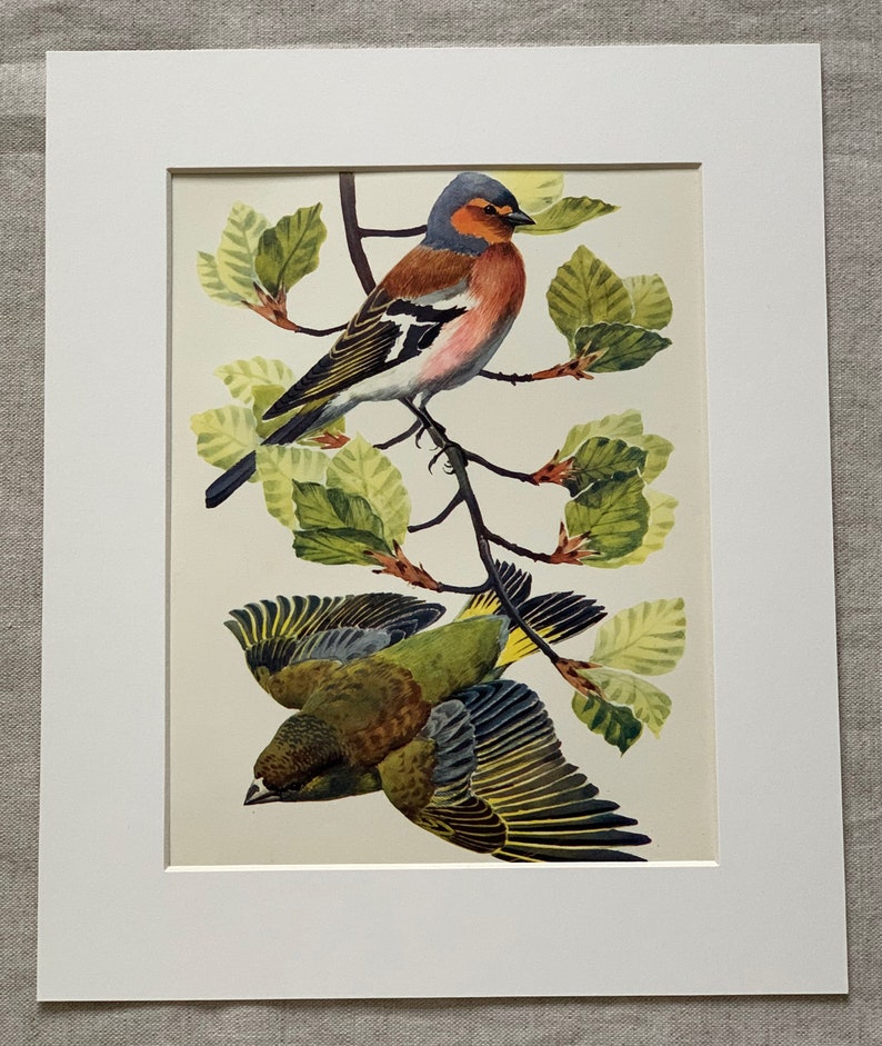 1947 Original Vintage Lithograph Birds Print Of A Chaffinch /& A Greenfinch Mounted And Matted Ready To Frame