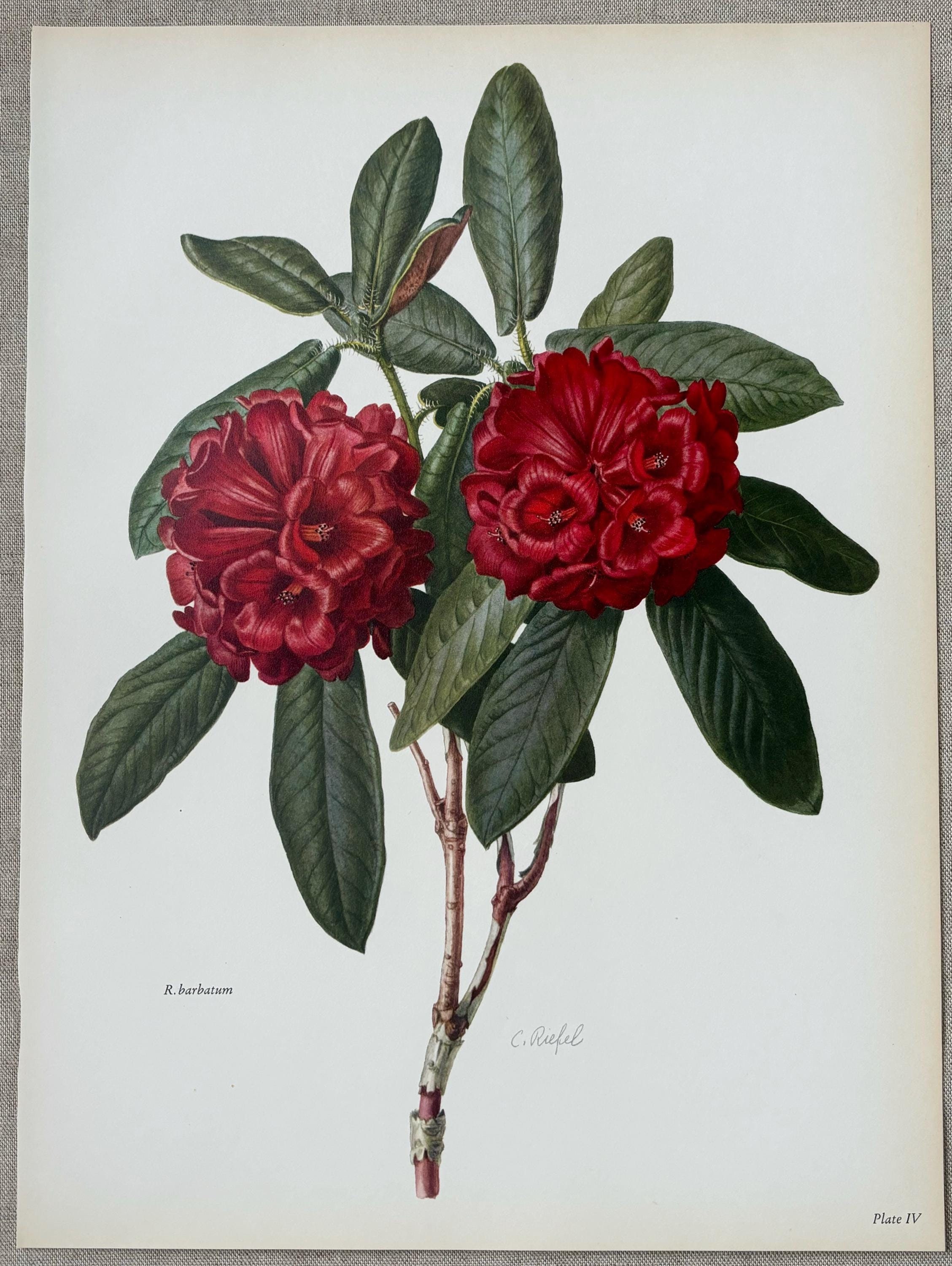 1958 Original Vintage Large Rhododendron Print - Barbatum - 16 X 11.5  Inches - Etsy