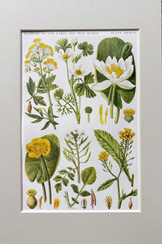 1919 Vintage Original British Wild Flowers Botanical Print - Available  Mounted & Matted In A Choice Of Colours - 12 x 8 Inches