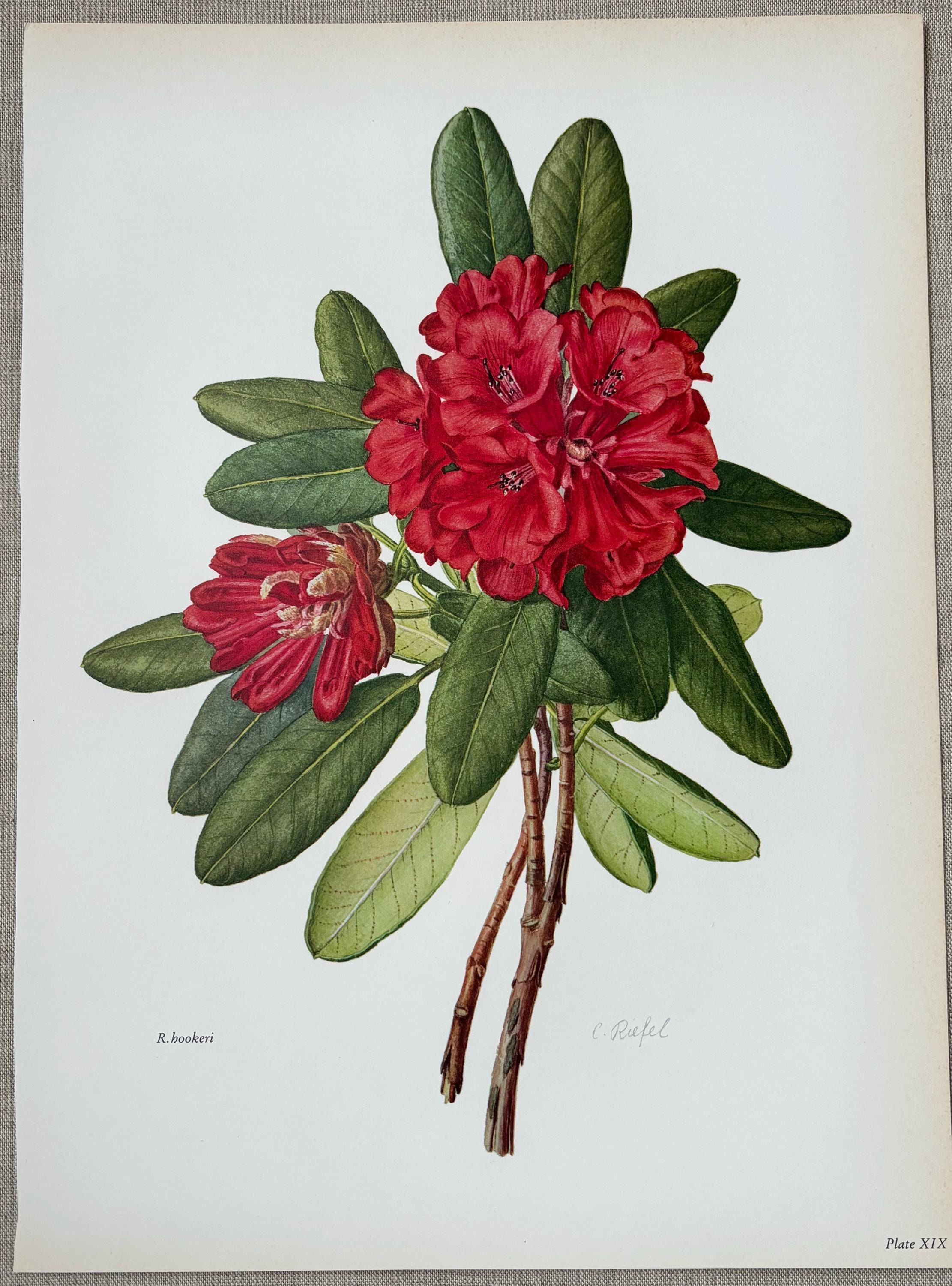 1962 Original Vintage Large Rhododendron Print - Hookeri - 16 X 11.5 Inches  - Etsy