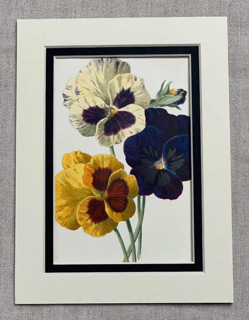 Circa 1900 Original Vintage Botanical Pansies Flower Lithograph Print Mounted /& Matted In A Choice Of Colours 10 x 8 Or 8 x 6