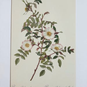 1954 Original Vintage Botanical P. J. Redoute Rose Print - Mounted & Matted In A Choice Of Colours - 16 x 12 Inches