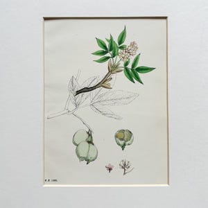 Könnte beinhalten: Gerahmte botanische Illustration einer Pflanze mit grünen Blättern, weißen Blüten und grünen Samenkapseln. Das Kunstwerk ist mattiert und enthält die Initialen des Künstlers und das Jahr 1560. Der Stil erinnert an Vintage-Botanikausdrucke.