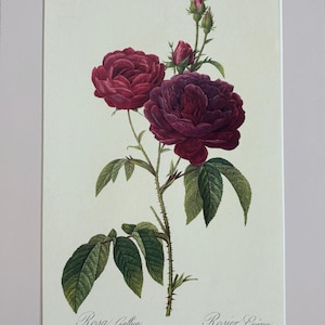 1954 Original Vintage Botanical P. J. Redoute Rose Print - Mounted & Matted In A Choice Of Colours - 16 x 12 Inches