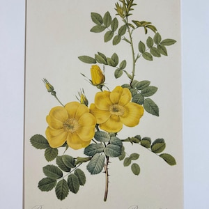 1954 Original Vintage Botanical P. J. Redoute Rose Print - Mounted & Matted In A Choice Of Colours - 16 x 12 Inches