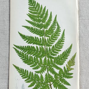 1855 - Original Antique Botanical Anne Pratt British Fern Print/Chromolithograph - 9 x 5.5 Inches