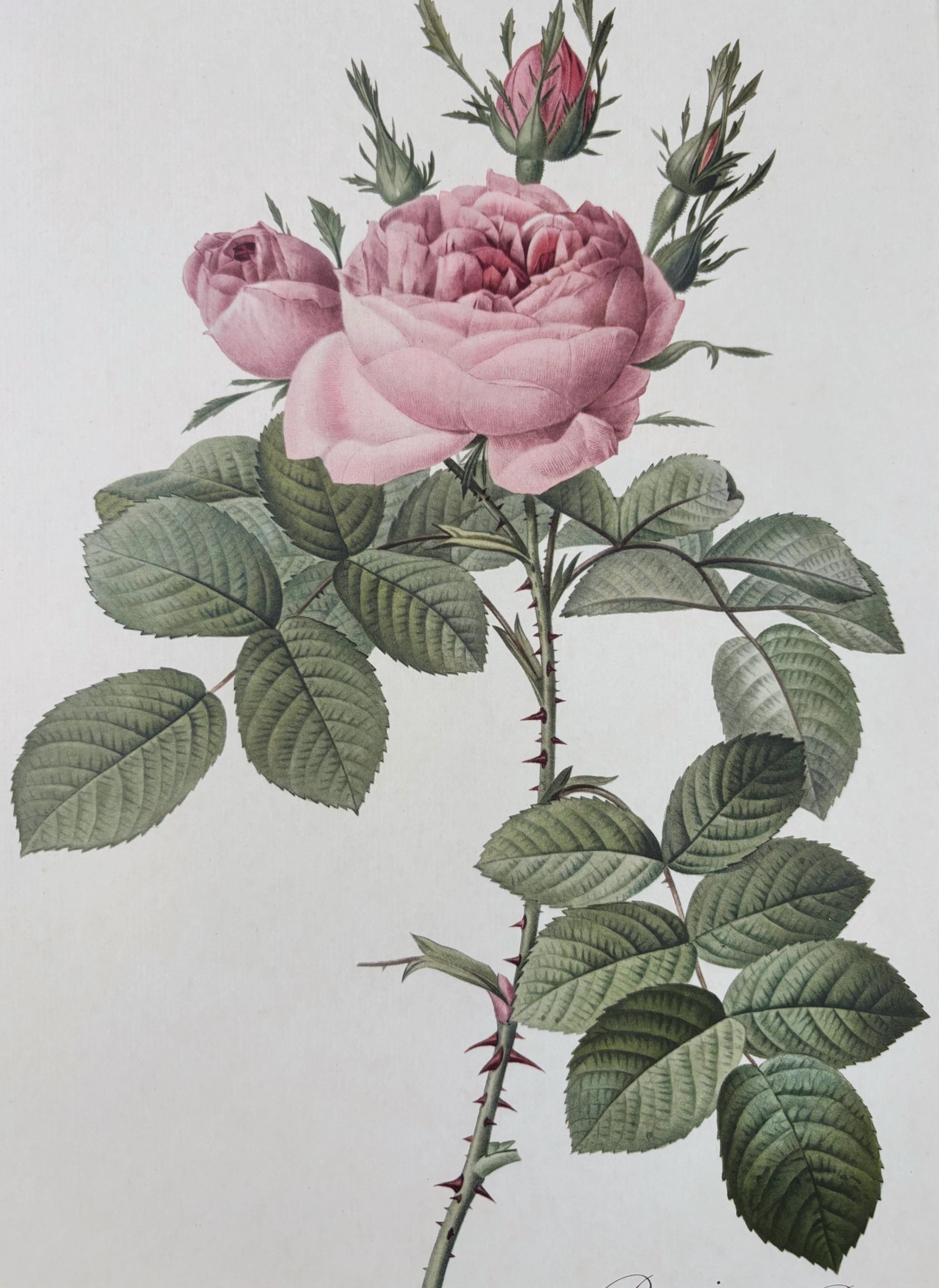 P.J. Redouté ピンクのバラ 絵画 Large 1954 Original Vintage Botanical P. J. Redoute Rose Print