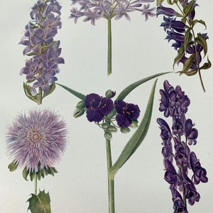 1924 Vintage Original British Garden Flower Botanischer Lithographiedruck - montiert und mattiert in einer Auswahl von Farben - 12 x 10 Zoll