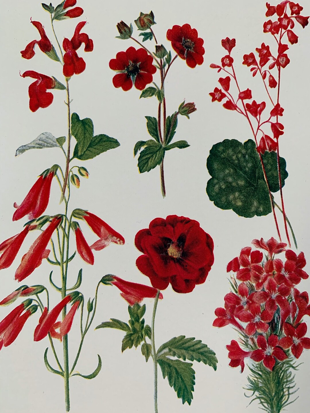 1924 Vintage Original British Garden Flower Botanical Lithograph Print