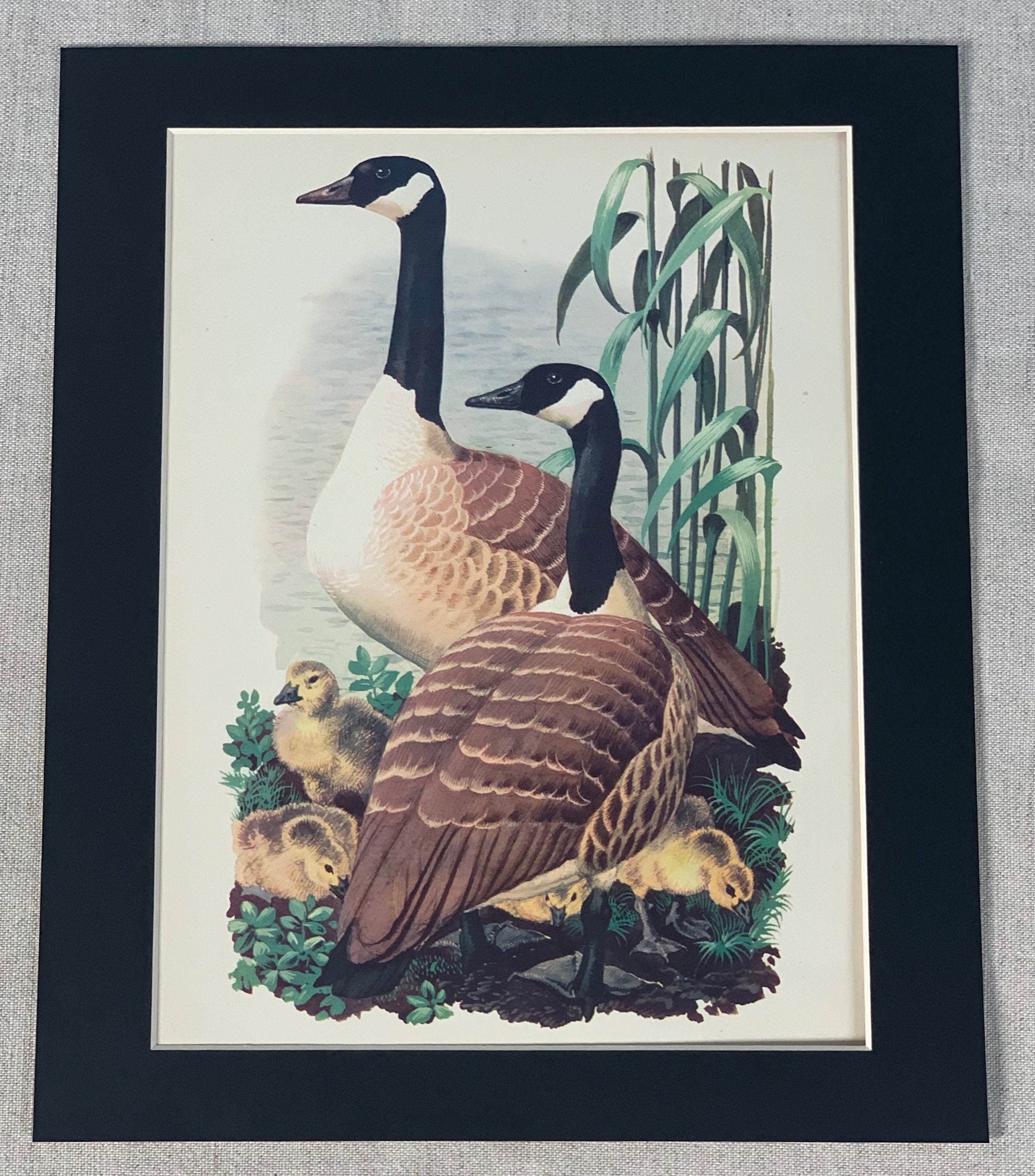 1947 Original Vintage Charles Tunnicliffe Bird Print - Canada
