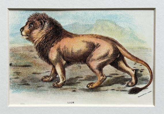オリジナルアンティークイラスト 大型猫プリント 1896年 - ライオン