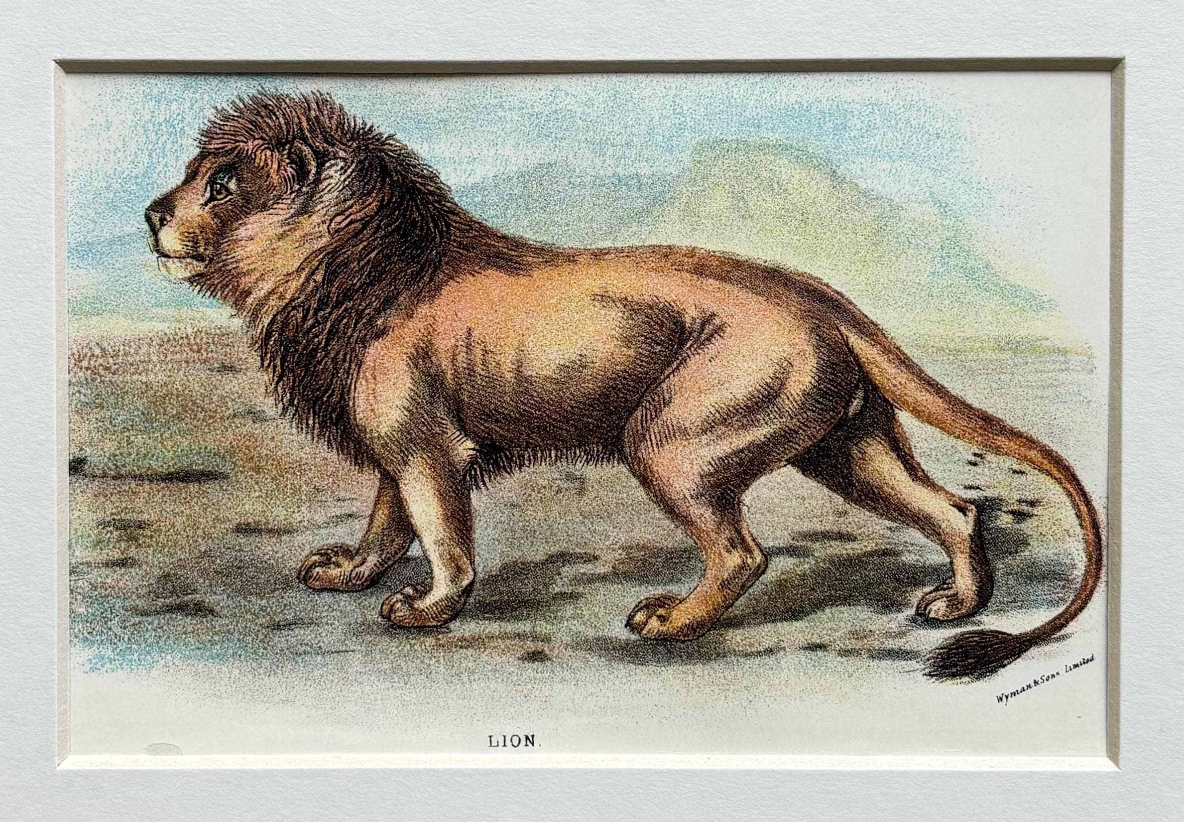 オリジナルアンティークイラスト 大型猫プリント 1896年 - ライオン