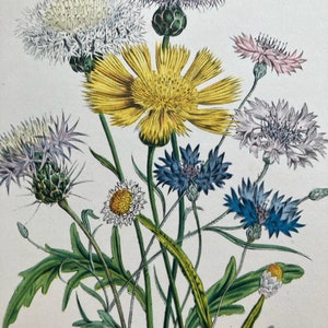 1948 Original Vintage Botanical Flower Lithograph Print Of Cornflower - Mounted And Matted In A Choice Of Colours - 10 x 8 Inches