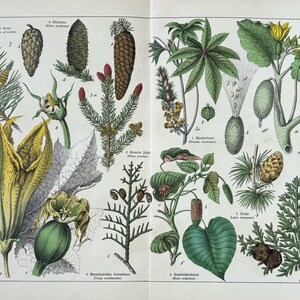 1887年オリジナルアンティーク植物彫刻 - 16 x 12インチ