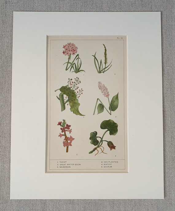 vintage⌇classic flower OP Circa 1870 Original Antique Botanical Wild Flower Lithograph